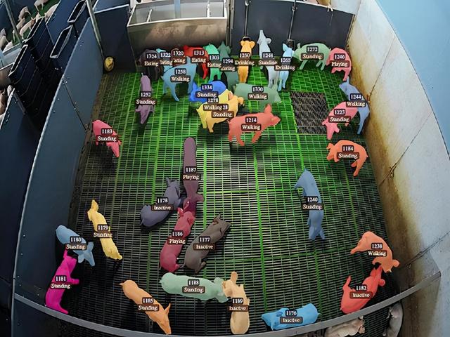 为每个猪栏都安装一个摄像头？