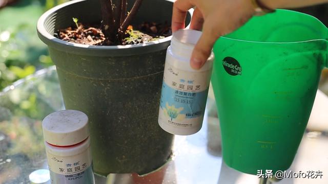 杜鹃花的养殖方法和注意事项（园艺师教你杜鹃花怎么养）