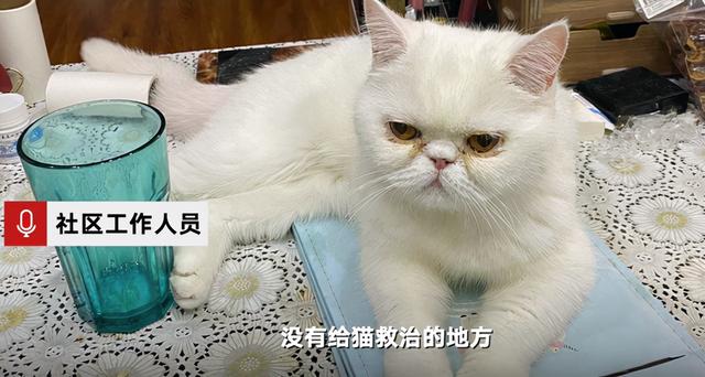 哈尔滨三只猫阳性被安乐死，你怎么看？