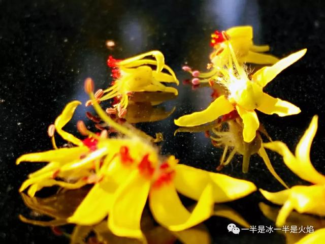 随笔 八月 秋花 秋语 全网搜