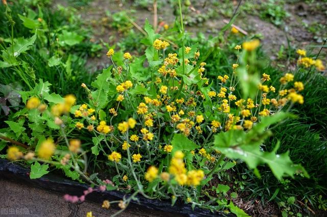 胸胁疼痛，肝郁气滞？一味中药送给你，升达胆气，疏肝解郁