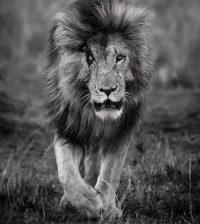 非洲巨狮索罗,威猛似吕布,胆小如貂蝉,一生惶恐流浪,却得善终