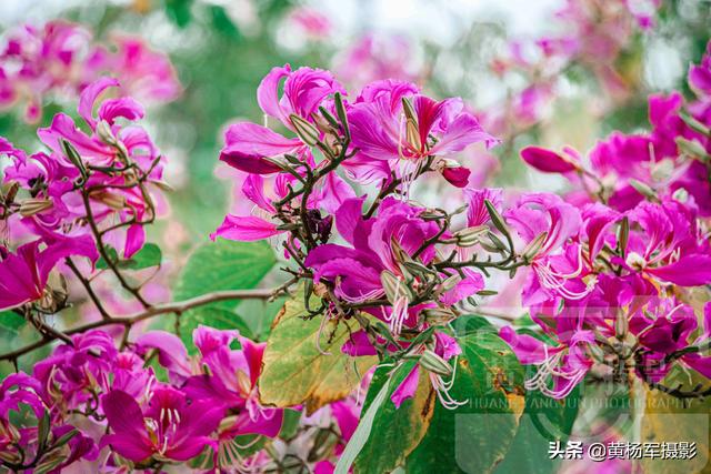 红花羊蹄甲绚烂绽放的娇美 美艳芬芳的花朵特好看 花开亮丽清新 太阳信息网