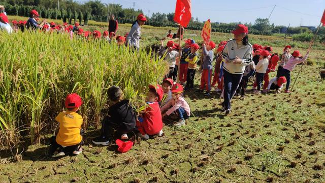 幼儿园的割水稻能手