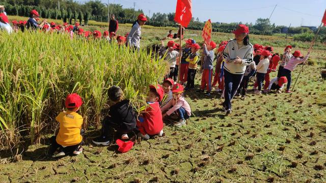 幼儿园的割水稻能手