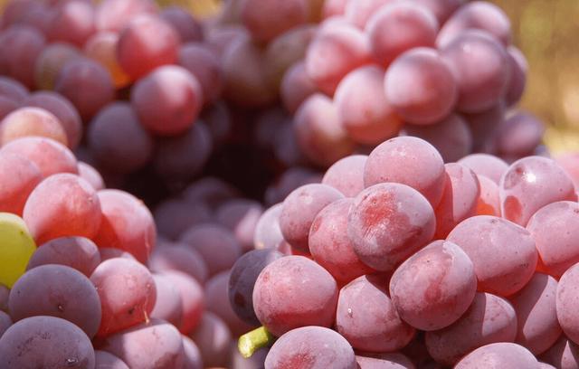 白露过后，碰到这6种水果要多吃，汁多味美去秋燥，舒坦过秋天