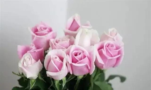 粉红色玫瑰玫瑰，像极了粉红色的爱情，你我拥有