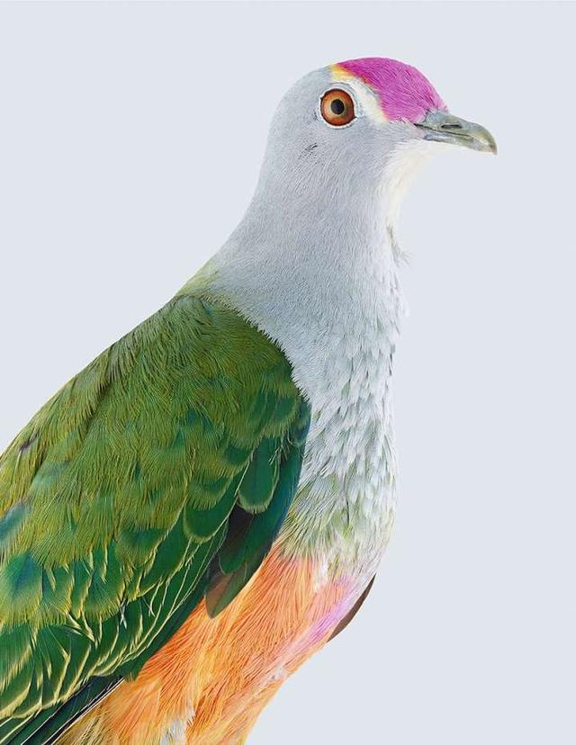 中国蓝鸽观赏鸽品种图片带名称(无杠蓝鸽28种最漂亮的鸽子)