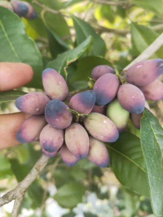 含有莲子的诗句古诗(莲子桂是什么桂花)