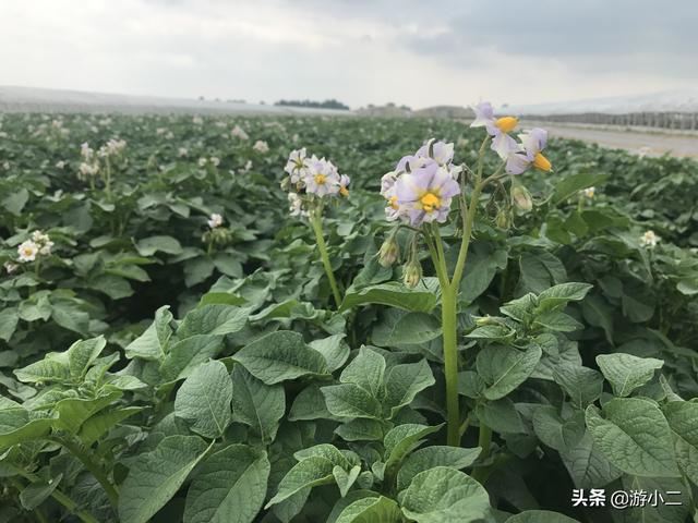 马铃薯花 土豆 今日热点