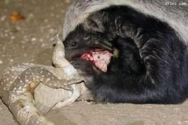 为什么蜜獾被叫做平头哥？