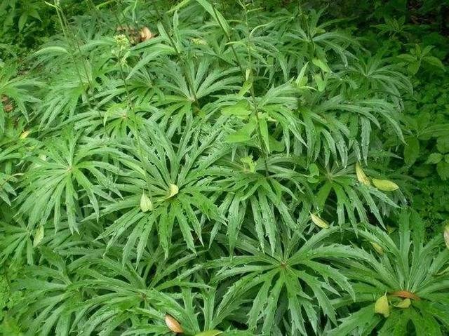 实用验方妙方集锦，快收藏