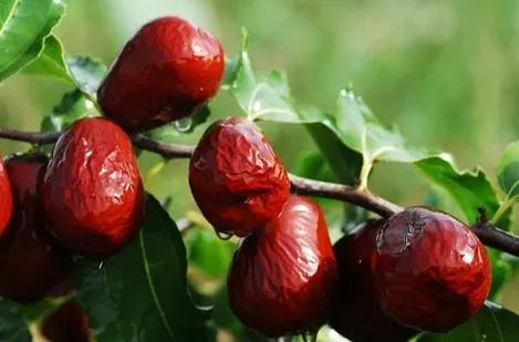 秋分后做2件事，助你润燥不生湿，赶走失眠和秋燥