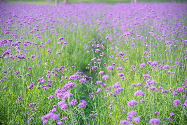 爹娘想我一阵风，我想爹娘在梦中- 全网搜