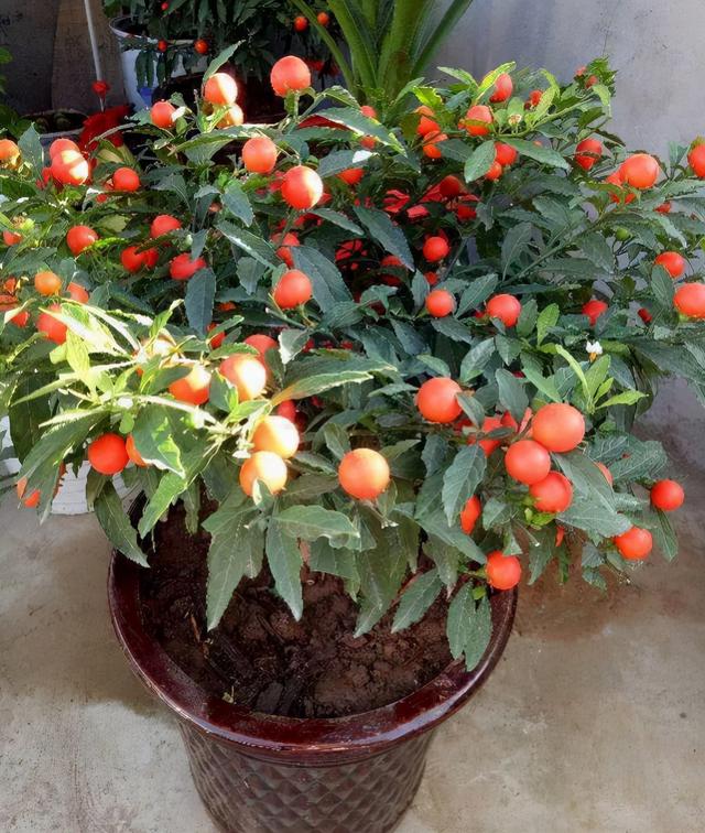 外表诱人的5种野果，小心有毒，别让孩子误吃