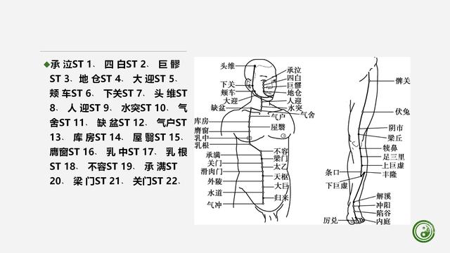 足阳明胃经与腧穴