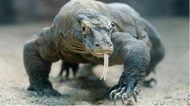 它是 恐龙后裔 科莫多龙存活4000万年后终顶不住 仅剩3000只 全网搜