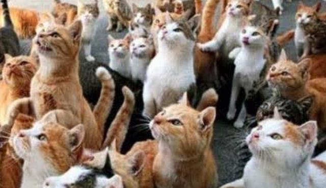 日本十大灵异事件（是真实故事还是人为编造）