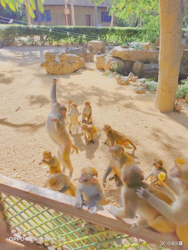 南湾猴岛好玩吗（南湾猴岛值得去吗）