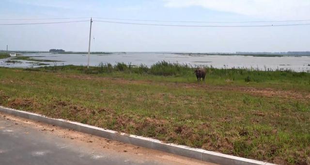 安徽大姐做傳統小吃，28元一斤每天600斤，吃出媽媽的愛