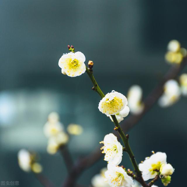 正月花神 梅花 三 红梅类杏 蜡梅非梅 Zh中文網