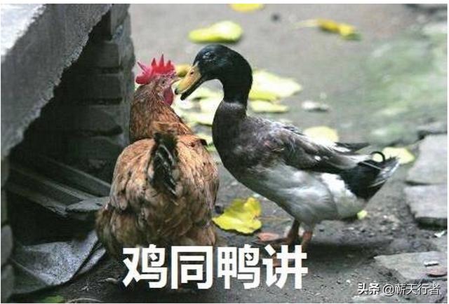 鸡同鸭讲是什么原因?什么是正确的,什么是错误?_晶羽科技