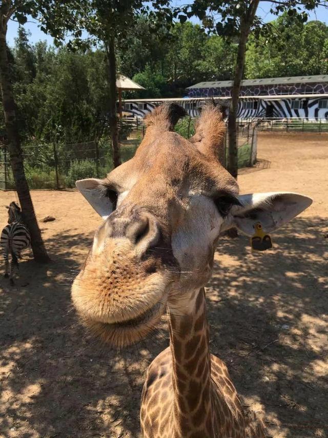 不去動物園就去安大略科學中心——多倫多旅行十天日記Day9
