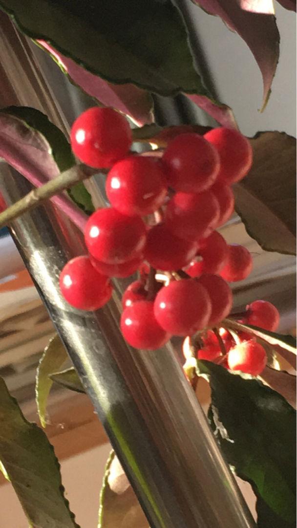 冬天常見的2種“紅火花”，枝條挂滿紅果果，喜慶吉祥有好兆頭