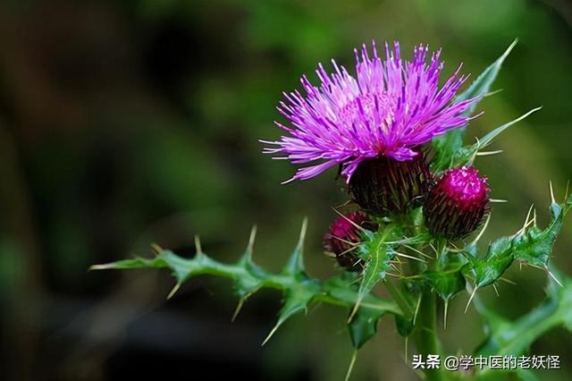 每天学习一味中药——大蓟
