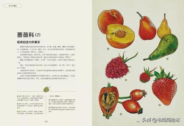 10本植物科普书籍推荐，让孩子在家也能探索大自然的奥秘