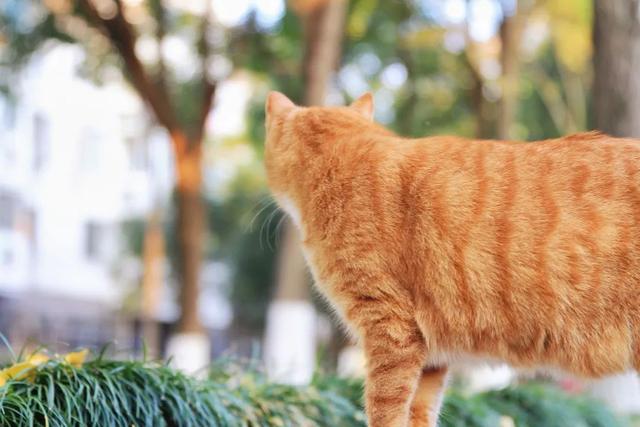 周末去哪玩①  来石头城遗址公园，赏满地金黄！ - 全网搜