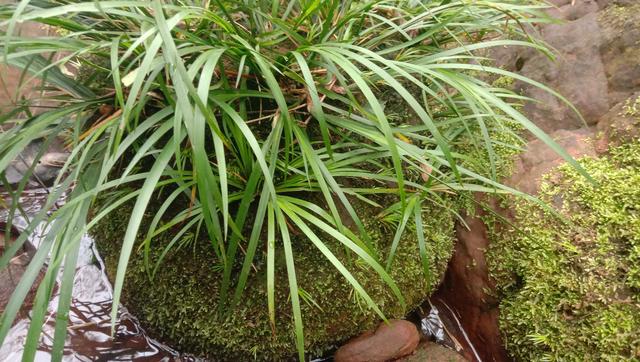 长在石头上的草，石菖蒲煮水泡脚，镇静安神睡好觉