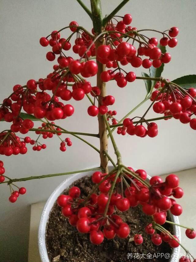 冬天常见的2种“红火花”，枝条挂满红果果，喜庆吉祥有好兆头