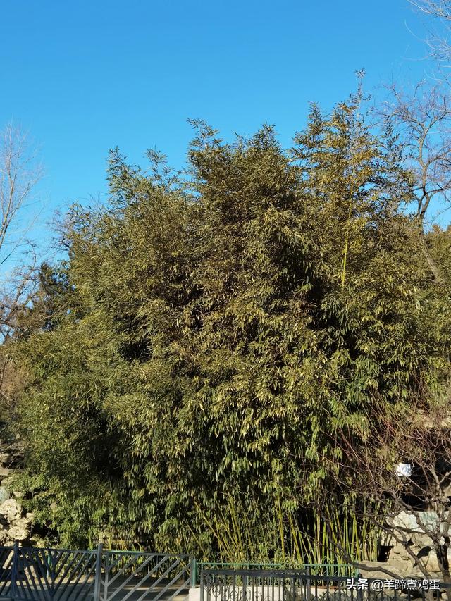 一隅山水鬧市藏 精巧布景多風光——北京東單公園冬日時光