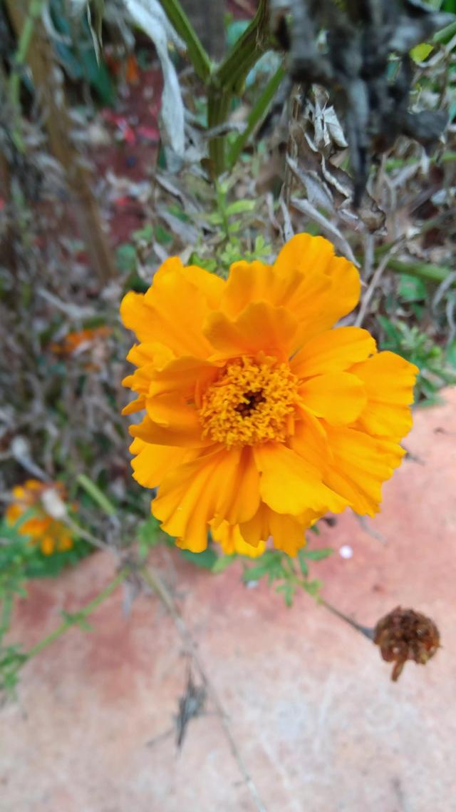 从我高龄的父母，来探寻健康长寿要点