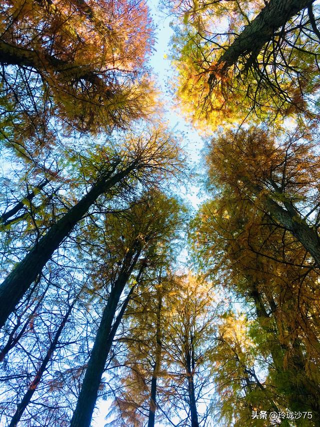 長沙唯一擁有戶外足球場的公園，更有大片水杉美景等你來
