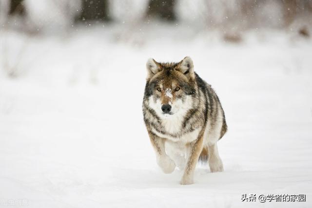 三晉遊之北嶽縱橫