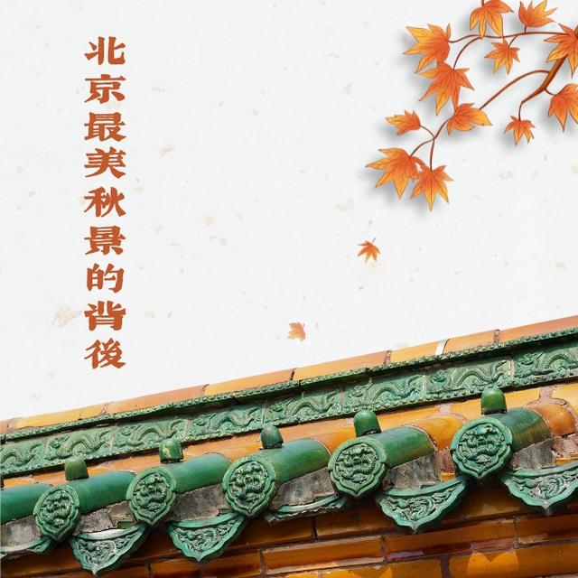 北京最美秋景的背後
