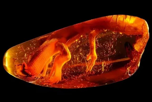 細數全球知名的琥珀博物館，每一個都價值連城！你去過幾個？