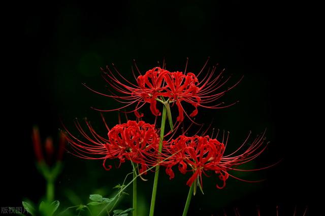 黄泉路上的名花 恶魔之花彼岸花究竟是什么 全网搜