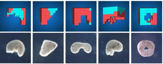 机器人也能「造孩子」：全球首个活体机器人创生命繁衍新方式