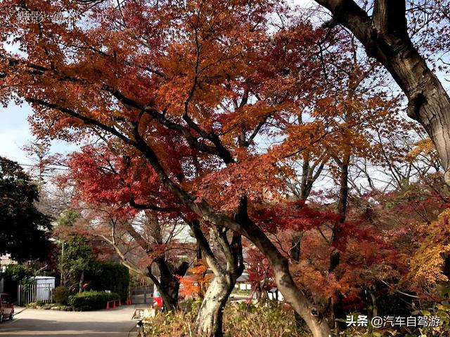德村志成：落葉殘楓依然美麗，久違北小金本土寺