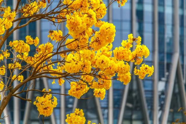 誰說春天才有花看？這份中國冬日賞花指南請查收