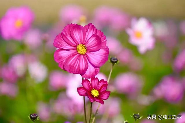 沌口三角湖公園太美啦！喊你來拍照，隨手一拍就是大片