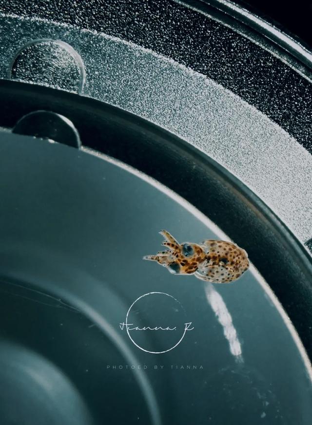 當你看到這​藍色回憶錄，我們就重逢了