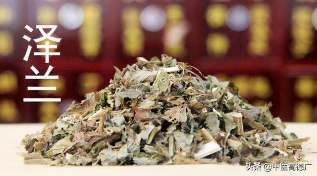 老中医说泽兰：活血祛瘀，利水消肿。治疗肝郁血瘀的良药