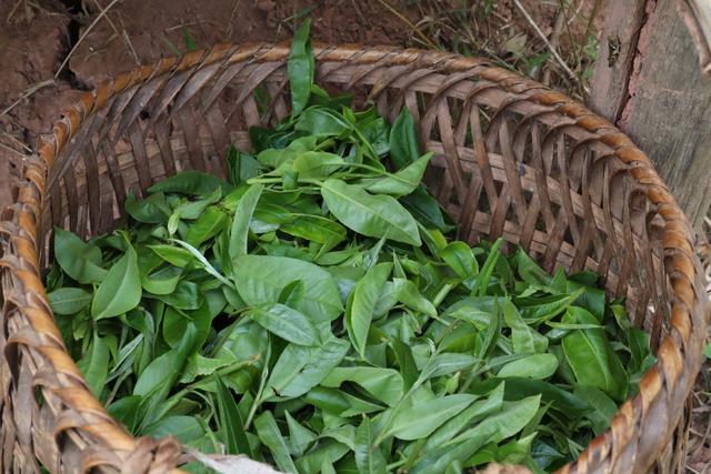 茶有茶性、寒凉平温，喝对才养生