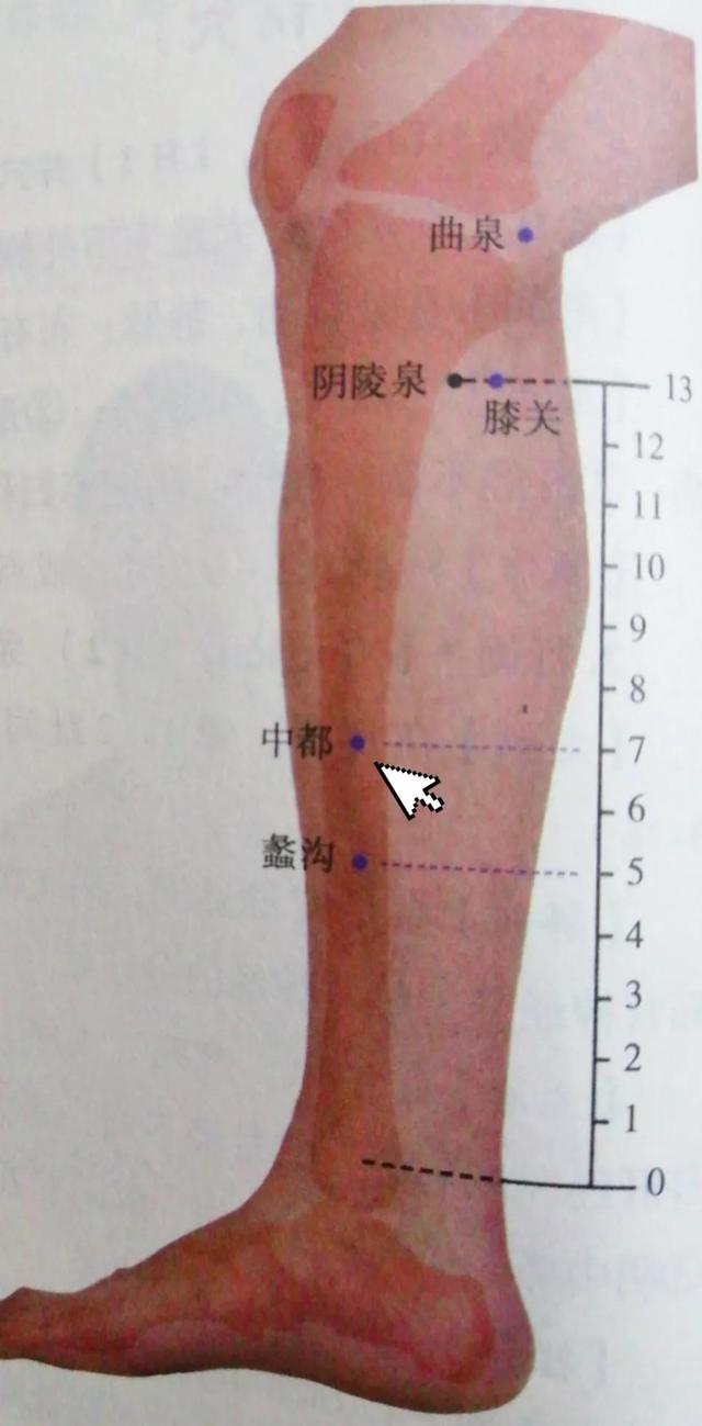 每日一穴——中都穴