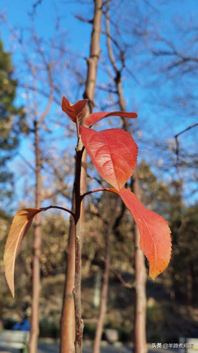 一隅山水鬧市藏 精巧布景多風光——北京東單公園冬日時光