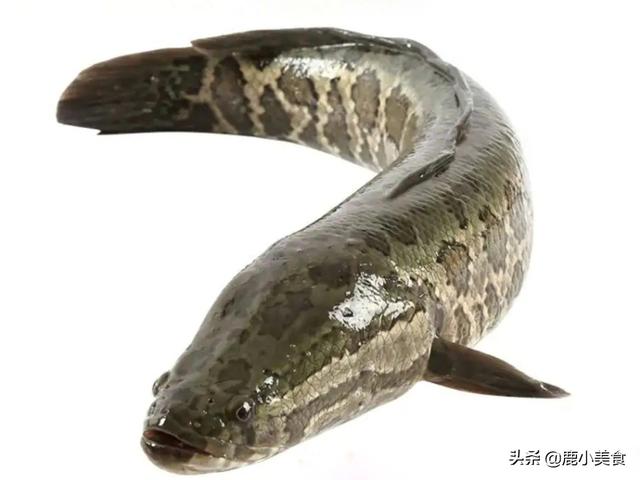 冬季最值得吃的5种鱼，尤其带鱼，营养肉肥刺少，适合小孩多吃